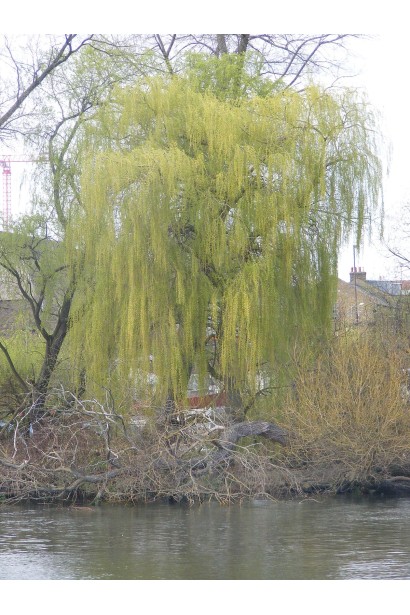 Ива Хрисокома